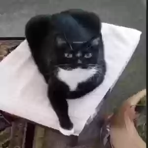lost female cat sheba